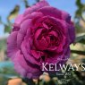 Rosa Gabriel Oak ('Auscrowd') (S)
