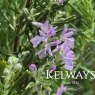 Salvia rosmarinus 'Majorca Pink' (Ro)
