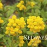 Calceolaria integrifolia