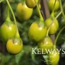 Solanum laciniatum