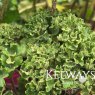 Farfugium japonicum 'Shishi Botan'