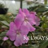 Impatiens sodenii 'Ravishing Rhi'