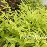 Nandina domestica Magical Lemon and Lime ('Lemlim')